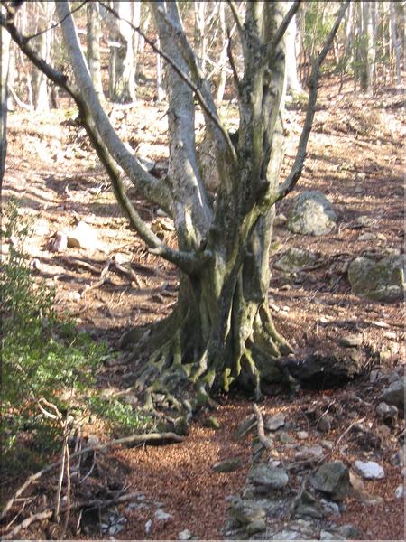 Col del Pal 035