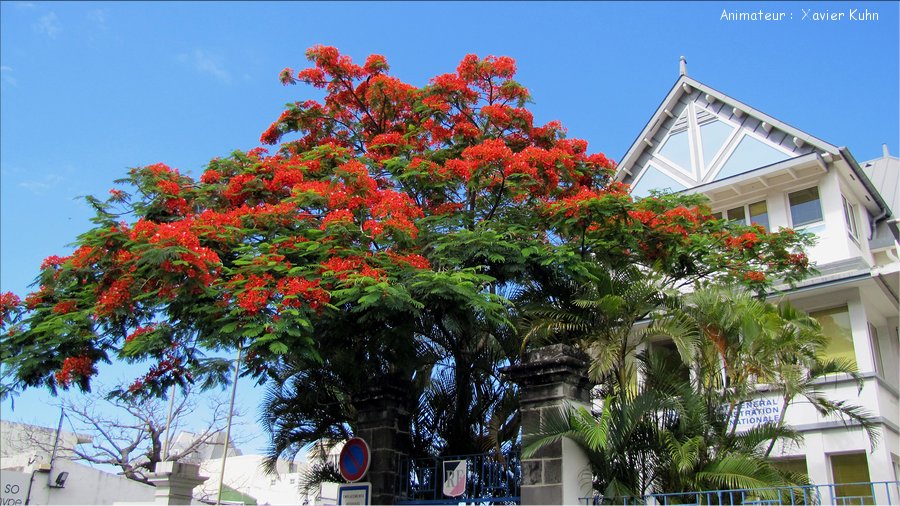 J02_2012_11_08 0009 la Réunion St-Denis ONF de la Providence