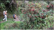 J09_2012_11_08 0062 la Réunion Mafate4 Marla Plaine des Tamarins sentier Scout