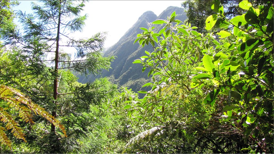 J12_2012_11_08 0012 la Réunion plateau de Bélouve Trou de Fer