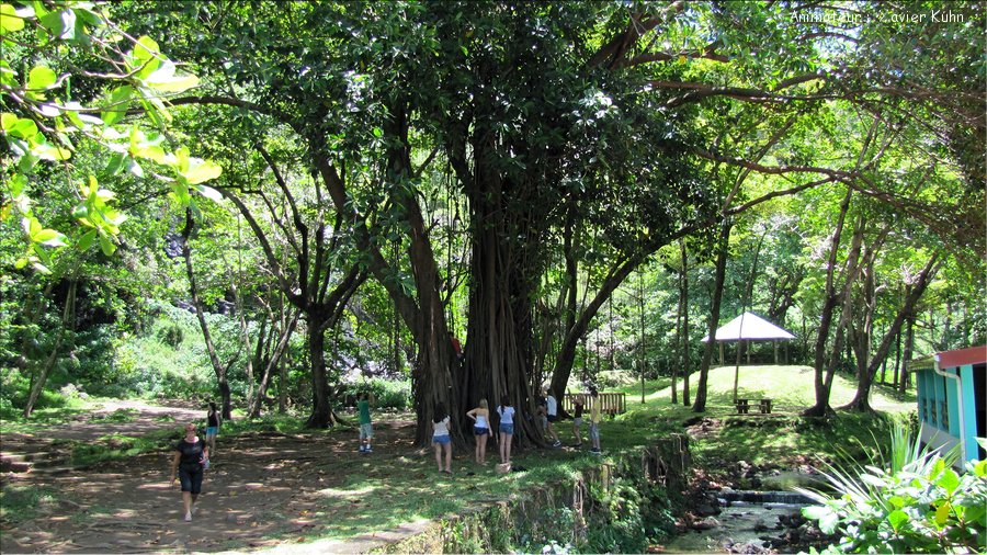 J13_2012_11_19 0023 la Réunion Plaine des Cafres ND des Laves Jardin des Epices Cilaos