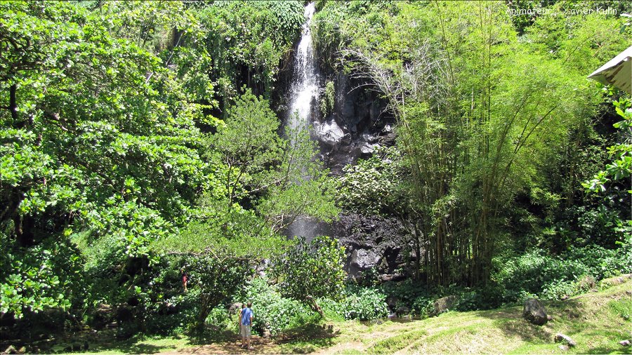 J13_2012_11_19 0026 la Réunion Plaine des Cafres ND des Laves Jardin des Epices Cilaos