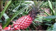 J13_2012_11_19 0065 la Réunion Plaine des Cafres ND des Laves Jardin des Epices Cilaos