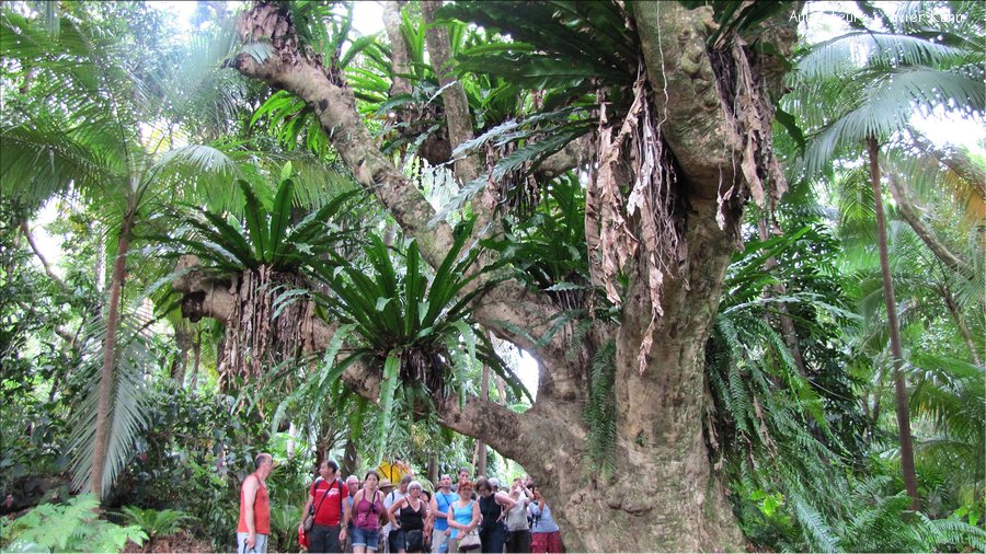 J13_2012_11_19 0067 la Réunion Plaine des Cafres ND des Laves Jardin des Epices Cilaos