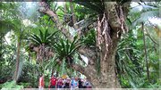 J13_2012_11_19 0067 la Réunion Plaine des Cafres ND des Laves Jardin des Epices Cilaos
