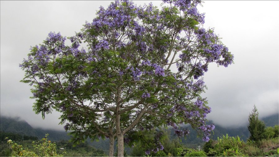 J15_2012_11_21 0060 la Réunion Cilaos