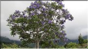 J15_2012_11_21 0060 la Réunion Cilaos