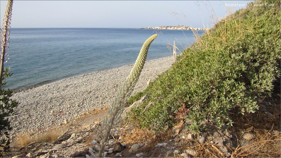 J03_0016 CRETE Paléochora Lissos Sougia