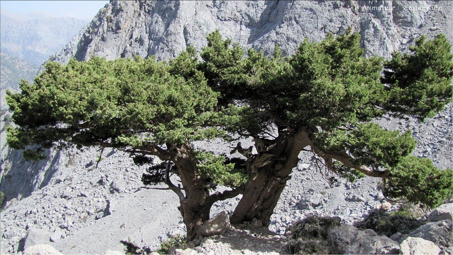 J5_0107 CRETE Xyloskalo col de Linoseli mont Gigilos